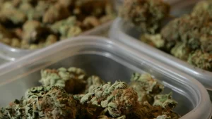Gasdank Weed