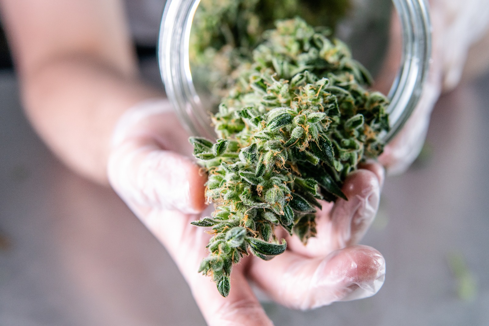 Profits in Medical Marijuana Dispensaries
